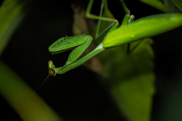 Beautiful green preying mantis