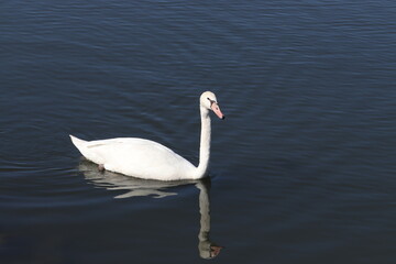 白鳥のエサ探し