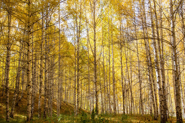 Autumn landscape. Beautiful birch trees. Walk in the birch forest. Natural background. Place to insert text.