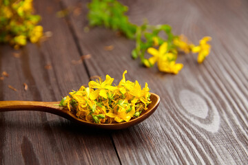 Hypericum perforatum or St Johns wort fresh flowers in wooden spoon