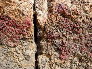 Sea Stone Rock texture. Mountain Background Coral.