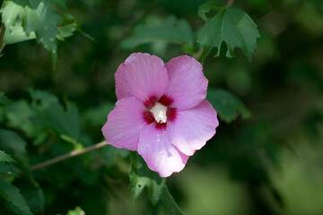 The beautiful rose of Sharon bloomed in the field
