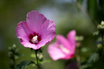 The beautiful rose of Sharon bloomed in the field
