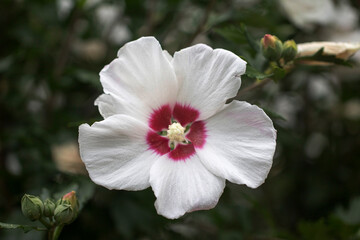 The beautiful rose of Sharon bloomed in the field
