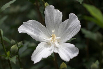 The beautiful rose of Sharon bloomed in the field
