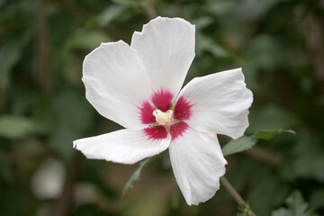 The beautiful rose of Sharon bloomed in the field
