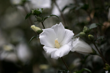 The beautiful rose of Sharon bloomed in the field
