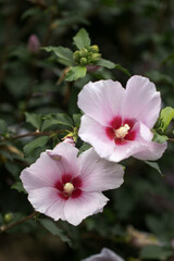 The beautiful rose of Sharon bloomed in the field
