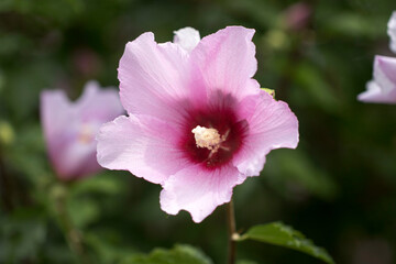 The beautiful rose of Sharon bloomed in the field
