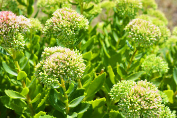 Bright and colorful bushy bushes with flowers are beautifully located near the border.