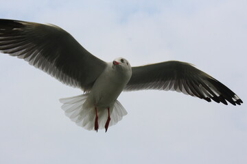 seagull in flight