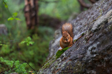 Fototapeta premium squirrel in the forest