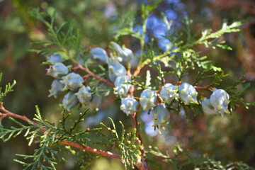 Exquisite leaves, needles, thuja branches with cones illuminated by the autumn sun.