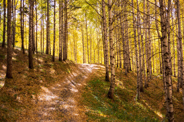 Obraz premium Autumn landscape. Beautiful birch trees. Walk in the birch forest. Natural background. Place to insert text.