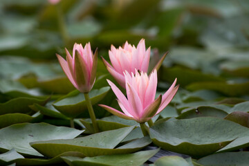 beautiful water lily and lotus
