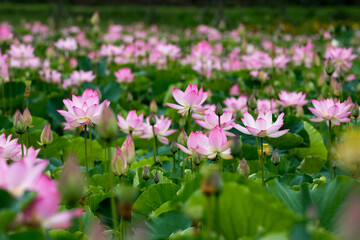 beautiful water lily and lotus
