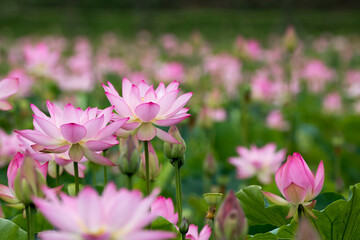 beautiful water lily and lotus
