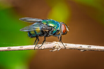 Closeup green fly on tree branch. Macro shot insect.