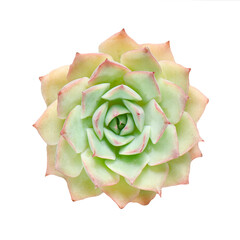 Pastel green pinkish succulent plant isolated on white background