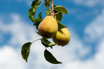 Ripe pears on a branch against the blue sky