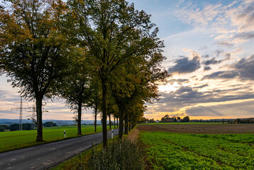 Allee Bäume Landstraße Herbst Sonnenuntergang Stimmung Weg Straße Deutschland Westfalen Unna...