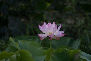 beautiful water lily and lotus
