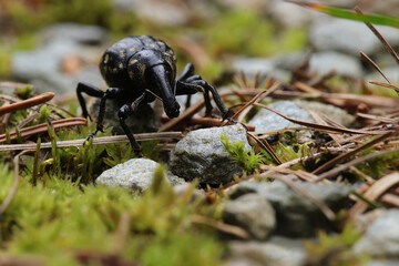 Liparus germanus small beetle very big