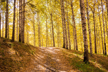 Autumn landscape. Beautiful birch trees. Walk in the birch forest. Natural background. Place to insert text.