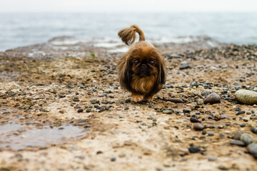 A small, red-haired Pekingese dog on the seashore sits on a pebble stuck out its tongue.