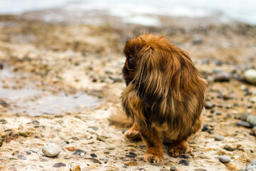 A small, red-haired Pekingese dog on the seashore sits on a pebble stuck out its tongue.