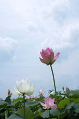 beautiful water lily and lotus
