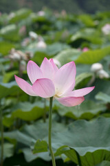 beautiful water lily and lotus
