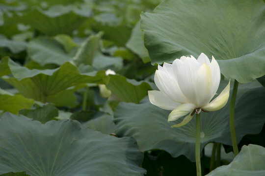 beautiful water lily and lotus
