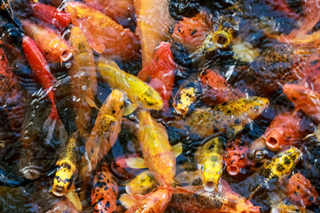 Obraz na płótnie Canvas A lot of fish, colored carp in the pond swims.