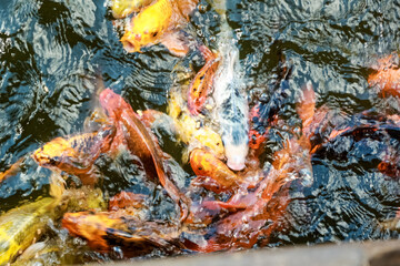Obraz na płótnie Canvas A lot of fish, colored carp in the pond swims.