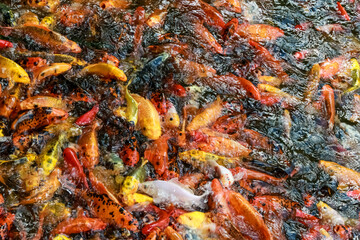 A lot of fish, colored carp in the pond swims.