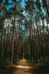 Obraz premium Path through the forest