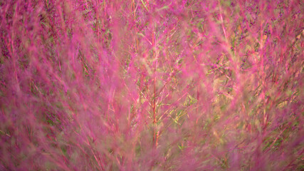 愛知県 国営木曽三川公園 コキア・ホウキギ 紅葉