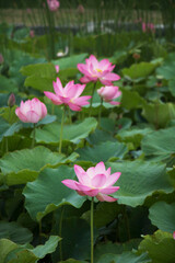 beautiful water lily and lotus
