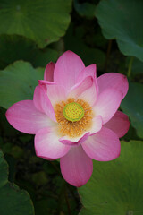 beautiful water lily and lotus
