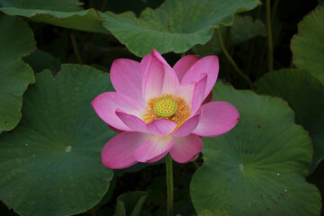 beautiful water lily and lotus

