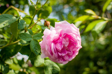 pink rose in garden