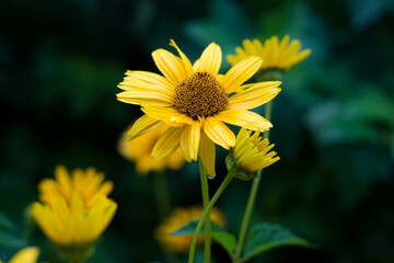 yellow flower in the garden