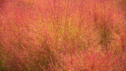 愛知県 国営木曽三川公園 コキア・ホウキギ 紅葉