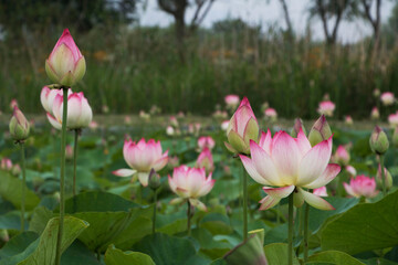 beautiful water lily and lotus

