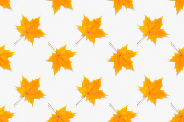 Fototapeta premium Autumn seamless pattern. Yellow maple leaves on white background