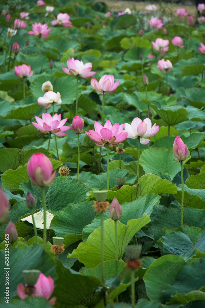 Wall mural beautiful water lily and lotus