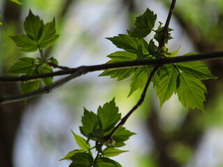 green leaves on a sunny day