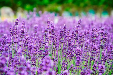 Field of lavender near the small village in Provence, south of France.
