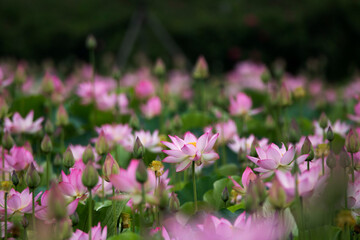 beautiful water lily and lotus
